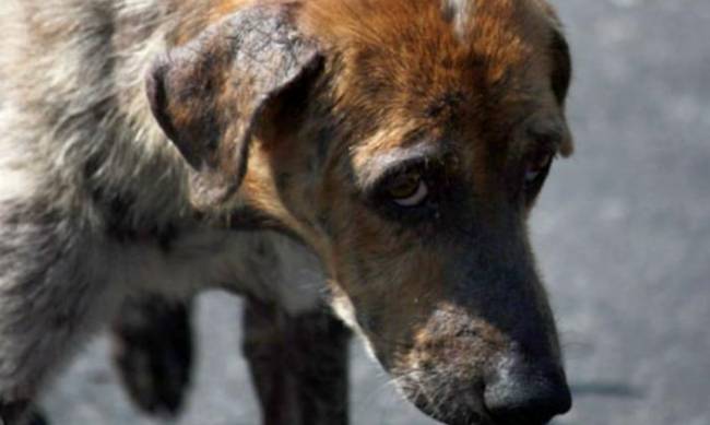 В Мелитополе вилами зверски убили пса (фото 18+) фото