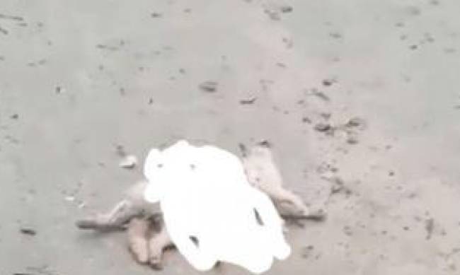 В Мелитополе собак натравливают на котов (ФОТО 18+) фото