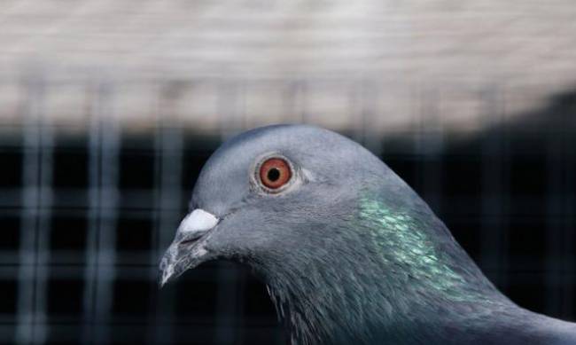 В Австралии хотят усыпить голубя-рекордсмена, который угрожает птицам на континенте фото