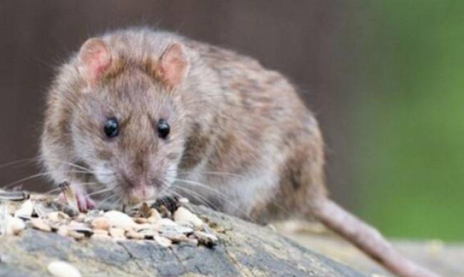 В Украине выявили первый случай заболевания хантавирусом, который переносят крысы фото