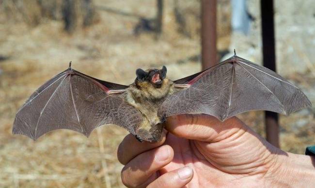 Мелитопольцев напугали нежданные гости - ВИДЕО фото