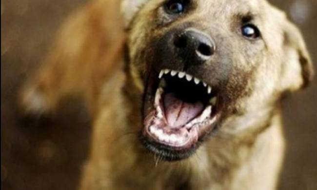 В Запорожской области ввели карантин из-за бешенства у домашней собаки фото