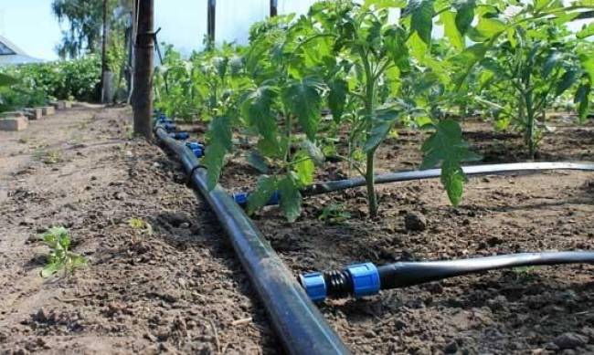 Системы капельного полива для улучшения урожайности фото