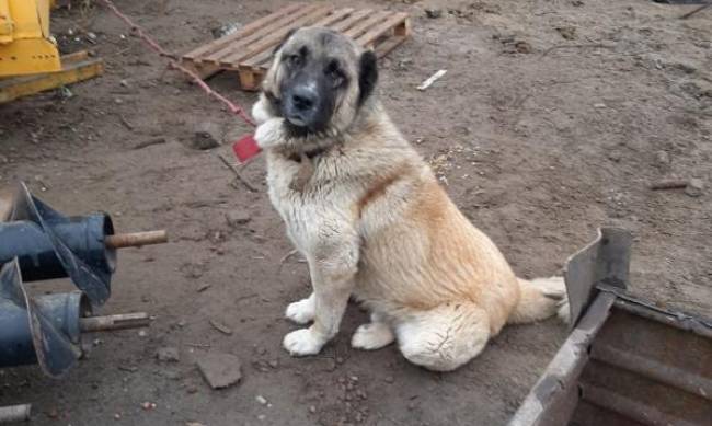 В Мелитополе алабай напал на соседского пса  фото