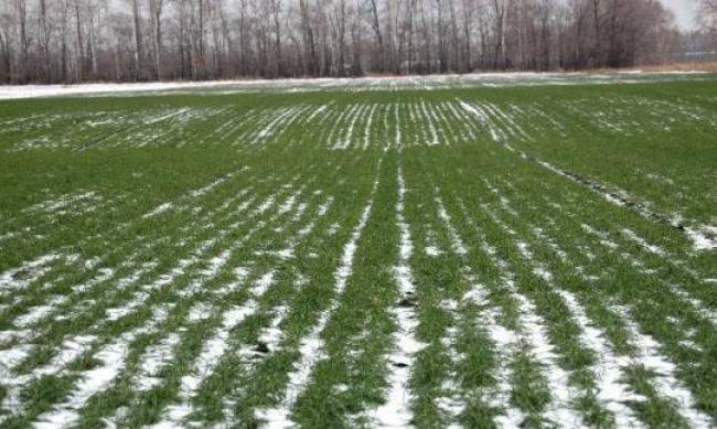Украине грозят серьезные проблемы с урожаем: метеорологи назвали риски снежного апокалипсиса и дали прогноз на весну фото