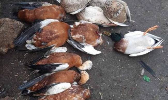 В заповеднике Аскания Нова снова гибнут краснокнижные птицы  фото