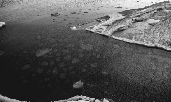 В курортном городе Запорожской области в Азовское море вмёрзли медузы фото