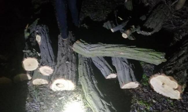 В Запорожской области задержали «черных лесорубов»: неоднозначная реакция соцсетей  фото