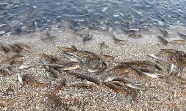 В Азовском море вымирает рыба: названы причины фото