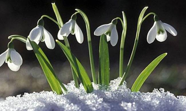 За покупку подснежников запорожцам грозит большой штраф фото