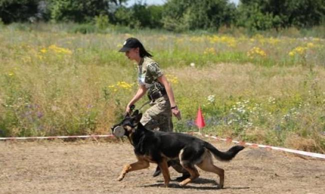 В Сумах решили научить собак распознавать коронавирус на нюх фото