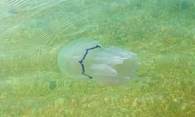 Азовское море ожидает очередное нашествие медуз: эксперты фото