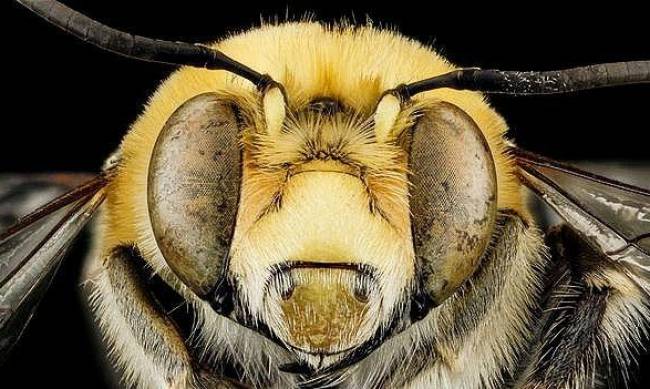 В США автомобиль захватили пчелы: фото фото
