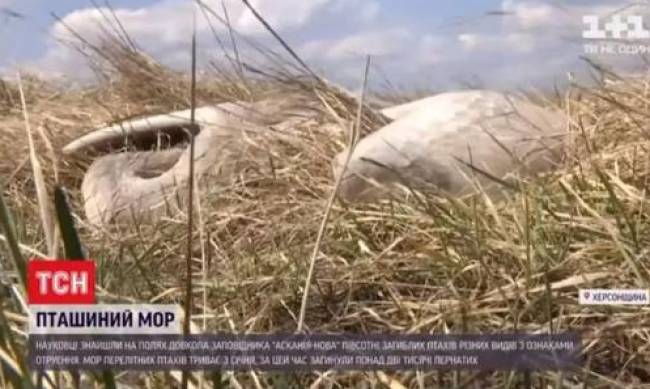 Массовую гибель птиц в Аскания Нова объяснили ядом в почве фото
