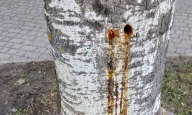 В Запорожье просверлили 11 деревьев для будущей стоянки, — соцсети  фото