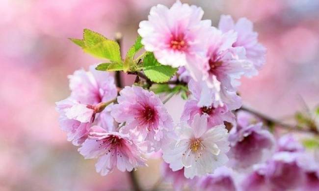 Выходные на майские праздники: сколько дней будут отдыхать украинцы фото