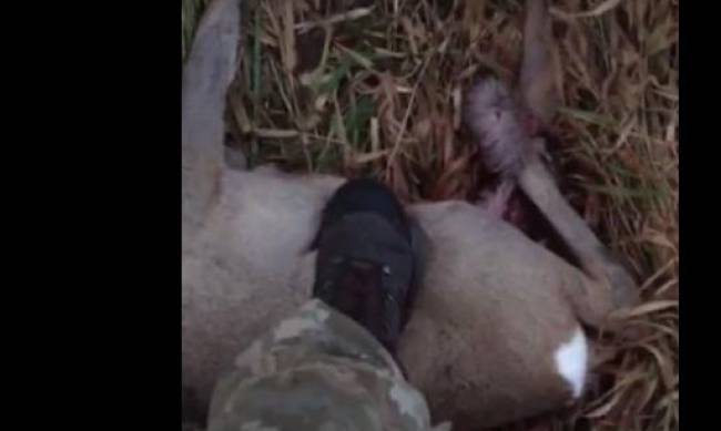 Украинские пограничники поймали дикое животное и жестоко надругались над ним: видео 18+  фото