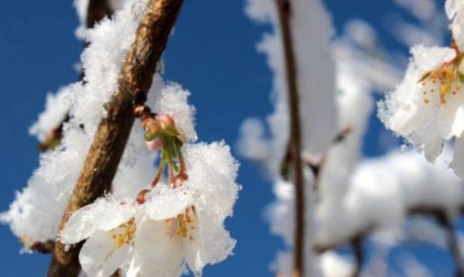 В Украину на выходных придут сильные заморозки: синоптики предупредили о непогоде перед Пасхой фото