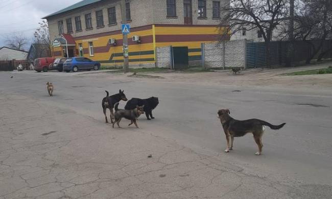В Запорожской области на скейтплощадке на подростка напала стая собак, – соцсети фото