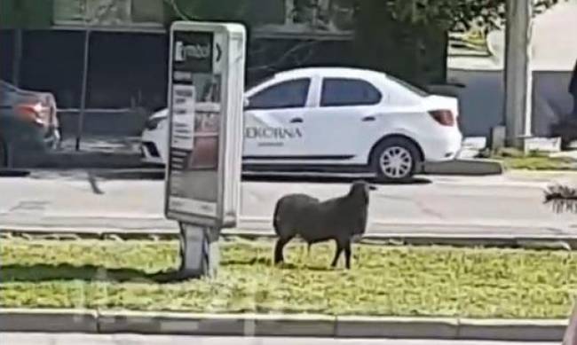 В Запорожье из шашлычной сбежал Валера фото
