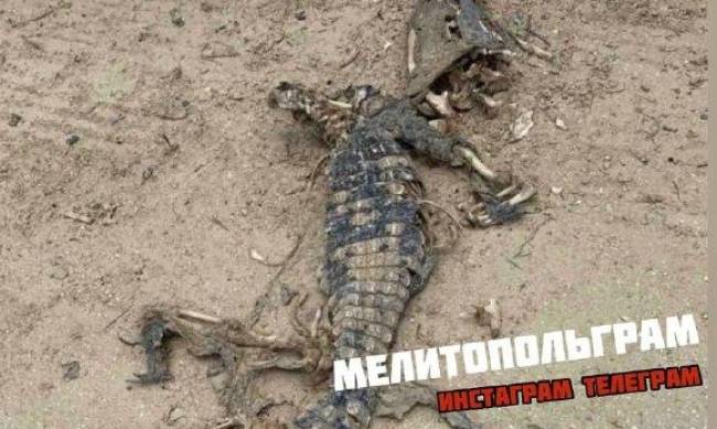 В Кирилловке на пляже нашли труп крокодила фото
