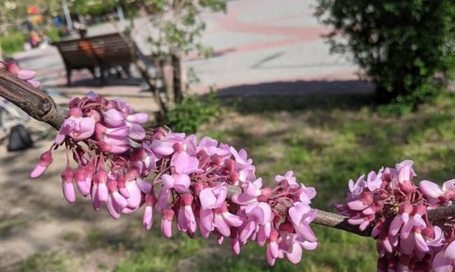 Май пока не радует: погода в Мелитополе завтра фото