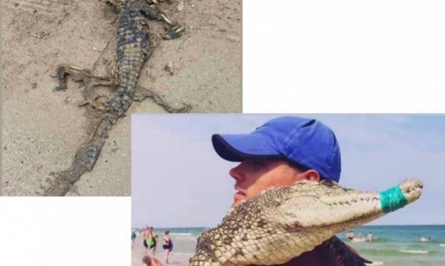 Мертвый крокодил в Кирилловке оказался жертвой фотоуслуг, - зоозащитники фото