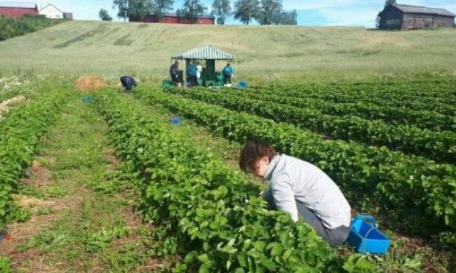 Украинцы бегут, не оглядываясь: стало известно, сколько заробитчан трудились в Польше в 2020 году фото