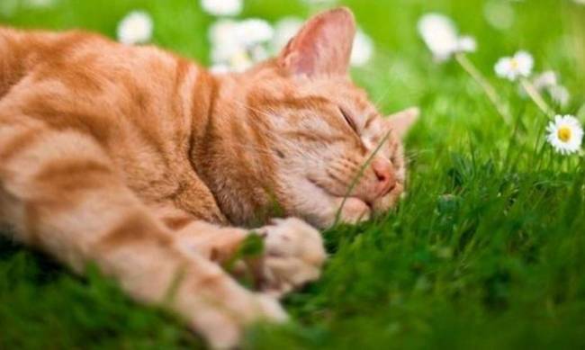 Потепление продолжится: прогноз погоды в Мелитополе на 21 мая фото