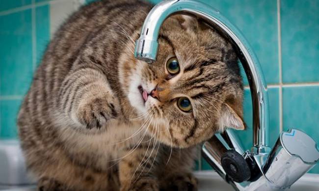 Часть мелитопольцев будет без воды,- адреса фото