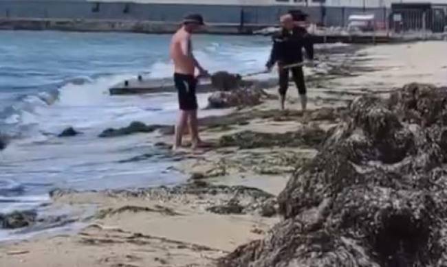 В Бердянске водоросли с пляжа забрасывают назад в Азовское море - ВИДЕО фото