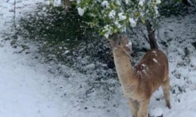 Австралию засыпало снегом - зафиксировали самый холодный день за 37 лет   фото