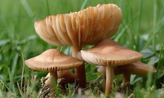 В Мелитополе молодые люди отравились грибами фото