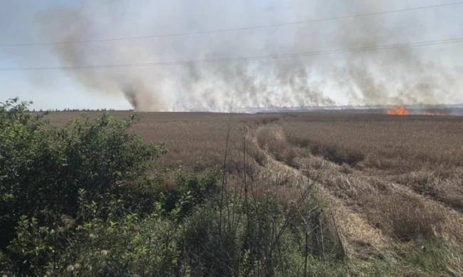 Пожар в поле: спасены десятки гектар пшеницы  фото