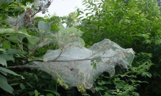 Новая напасть. Область может окутать паутиной фото