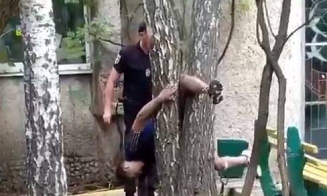 В Бердянске мужчина застрял на дереве: кричал на весь район  фото