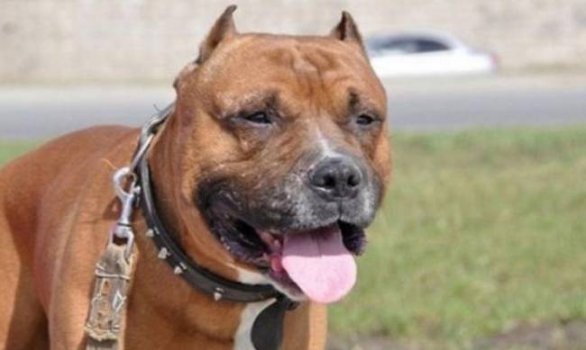 В Херсоне хозяйка натравливает бойцовскую собаку на людей фото