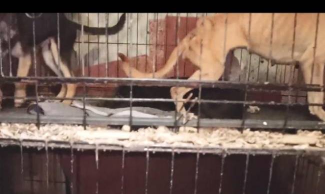 Под Киевом женщина держал в клетках почти 70 котов и собак: морила голодом и не ухаживала за животными фото