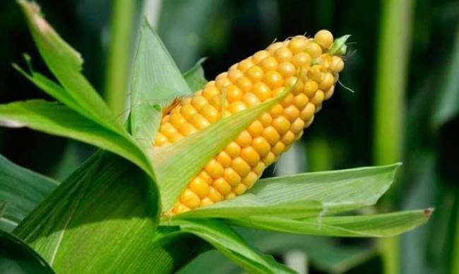 Как выбрать семена кукурузы для посадки? фото