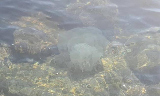 Зима не помогла: Азовское море кишит медузами  фото