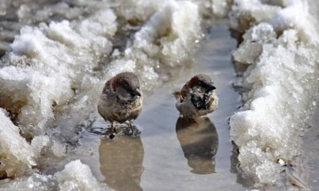 Резкое потепление в Мелитополе: но придется и померзнуть фото