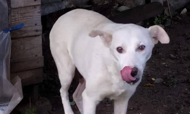 В Мелитополе ищут пса - сбежал от фейерверков фото