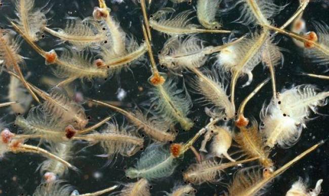 Рыбачки на Мелитопольщине нанесли урон природе на миллионы гривен фото