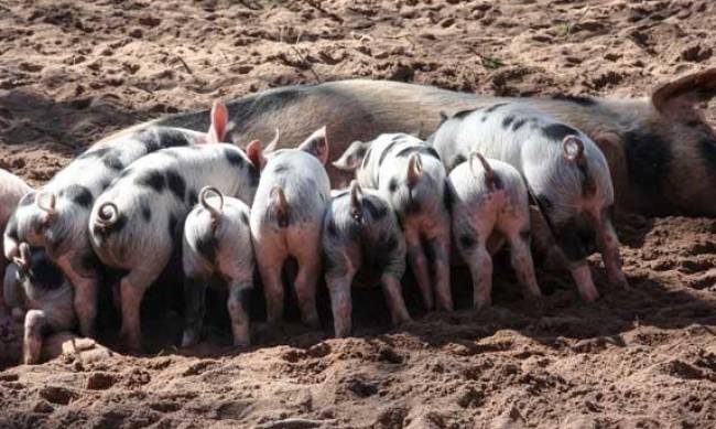 Премиксы для свиней в Мелитополе: виды, состав, рекомендации по выбору фото