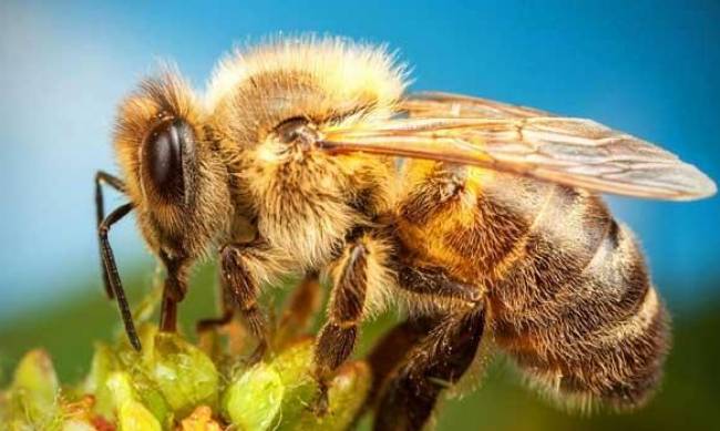 Пропорции сиропа для пчел - подкормка пчел зимой фото