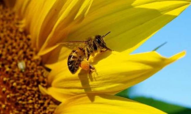 Интернет-магазин для начинающих пчеловодов фото