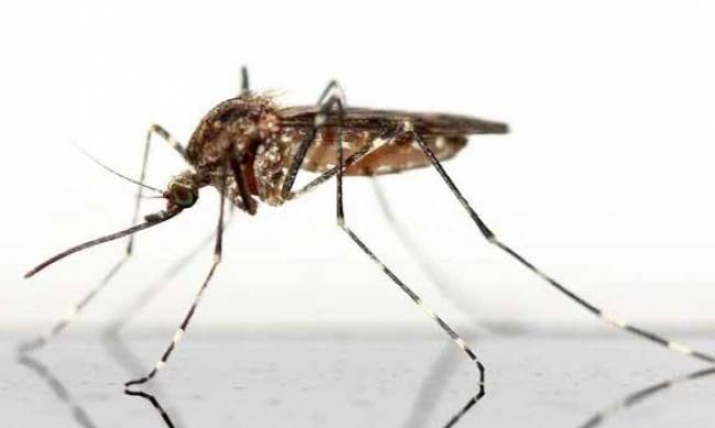  Израильские ученые разработали революционное средство от комаров фото