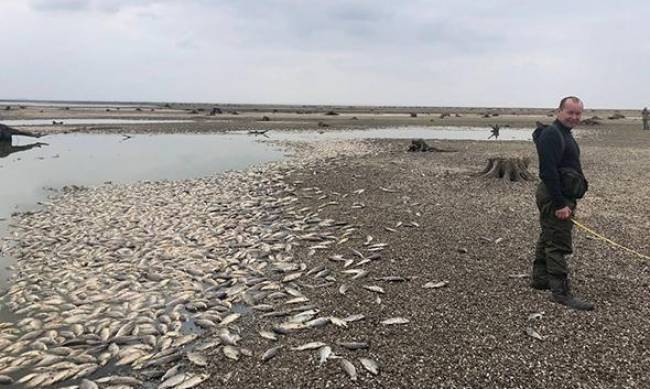 Запорізький район: зафіксована перша масова загибель риби - наслідки терору рф, - ФОТОЗВІТ фото