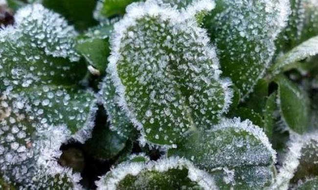 Стало відомо, коли в Україну прийдуть перші заморозки фото