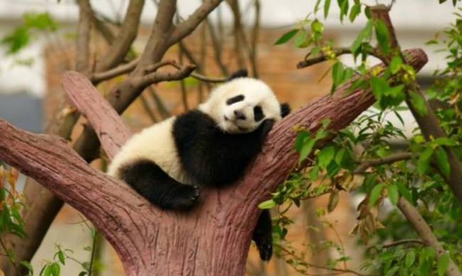 Китай забирає усіх своїх панд із зоопарків США фото